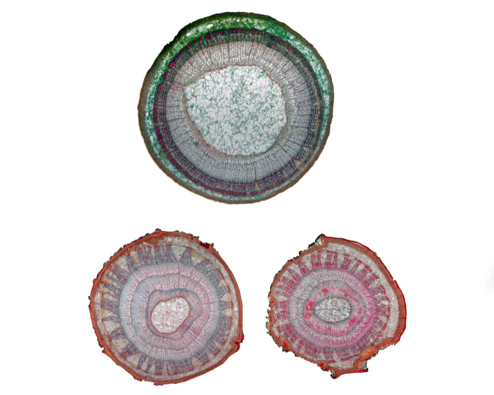 Prepared Microscope Slide, Basswood (Tilia) One, Two, and Three Years Old Stems