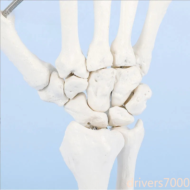 Human Hand Joint Model Hand Skeleton Bone Wrist Vola Palms Skeleton Model