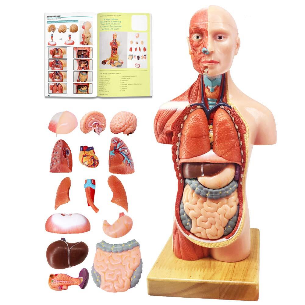 EVOTECH 2024 Newest Human Body Model for Kids 15 Pcs Removable 11 inch Human …
