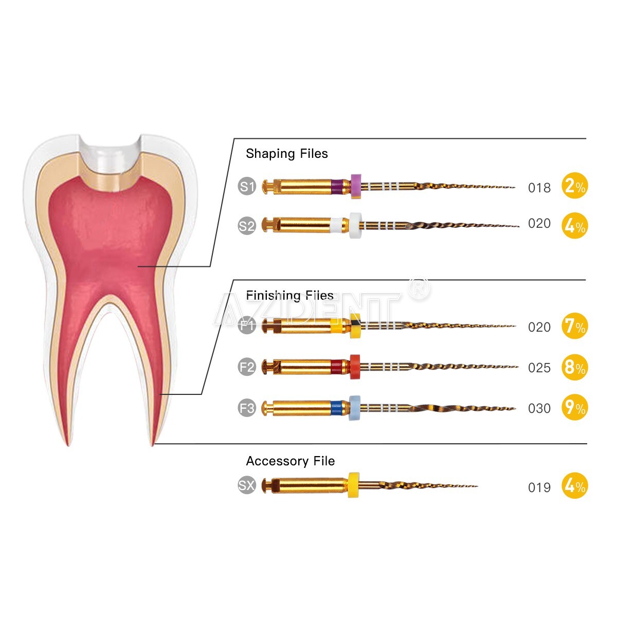 25MM Dental Endodontic Engine Use Gold/Heat Activated/NiTi Super Rotary Files