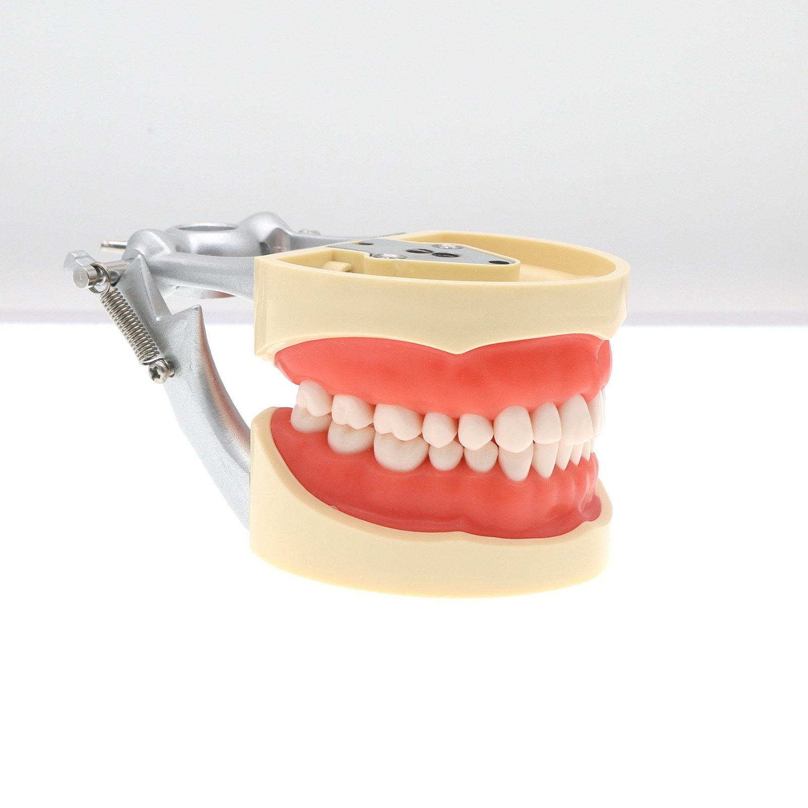 Dental 200 Type Typodont Model With Removable Teeth fit Kilgore NISSIN M8012