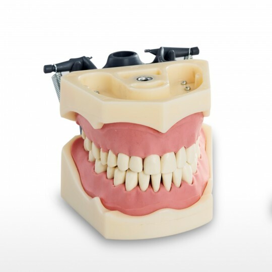 RMH3 Dental Teeth Study Jaw Model Columbia Compatible 32 Teeth