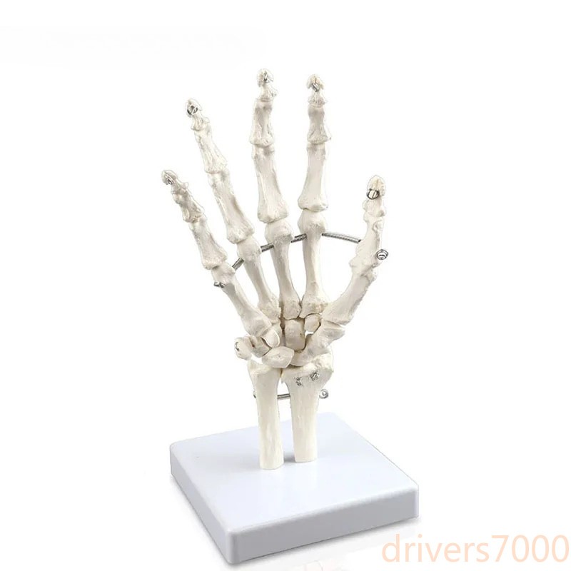 Human Hand Joint Model Hand Skeleton Bone Wrist Vola Palms Skeleton Model