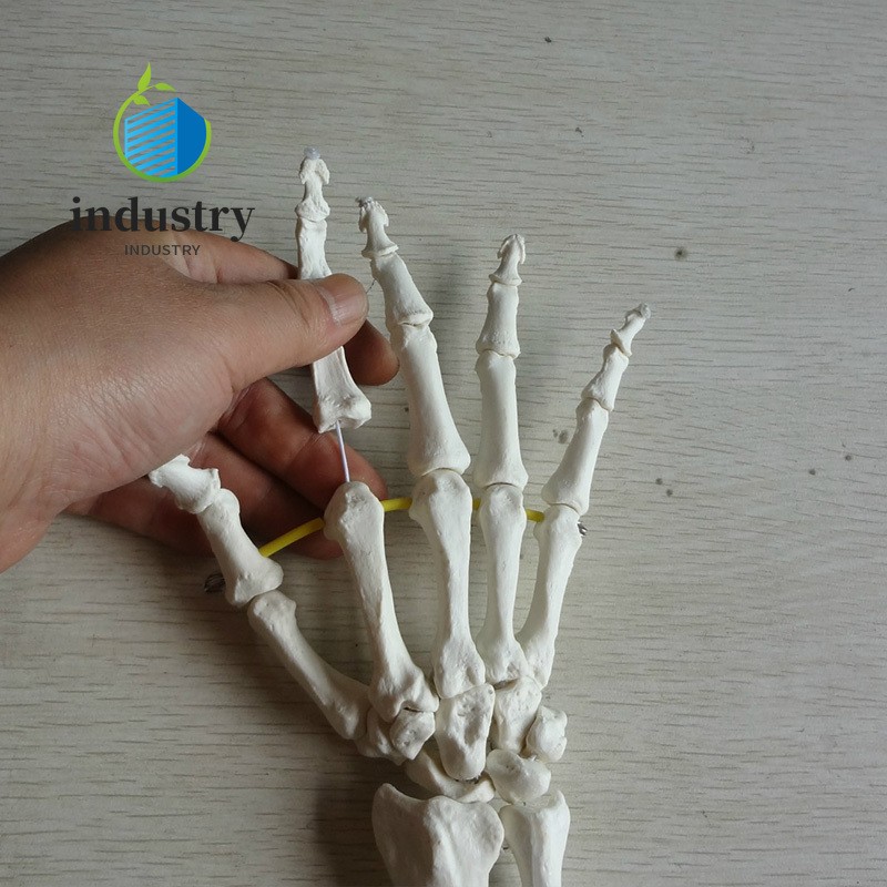 Human Hand Joint Model Hand Skeleton Bone Model Wrist Vola Palm Skeleton Model
