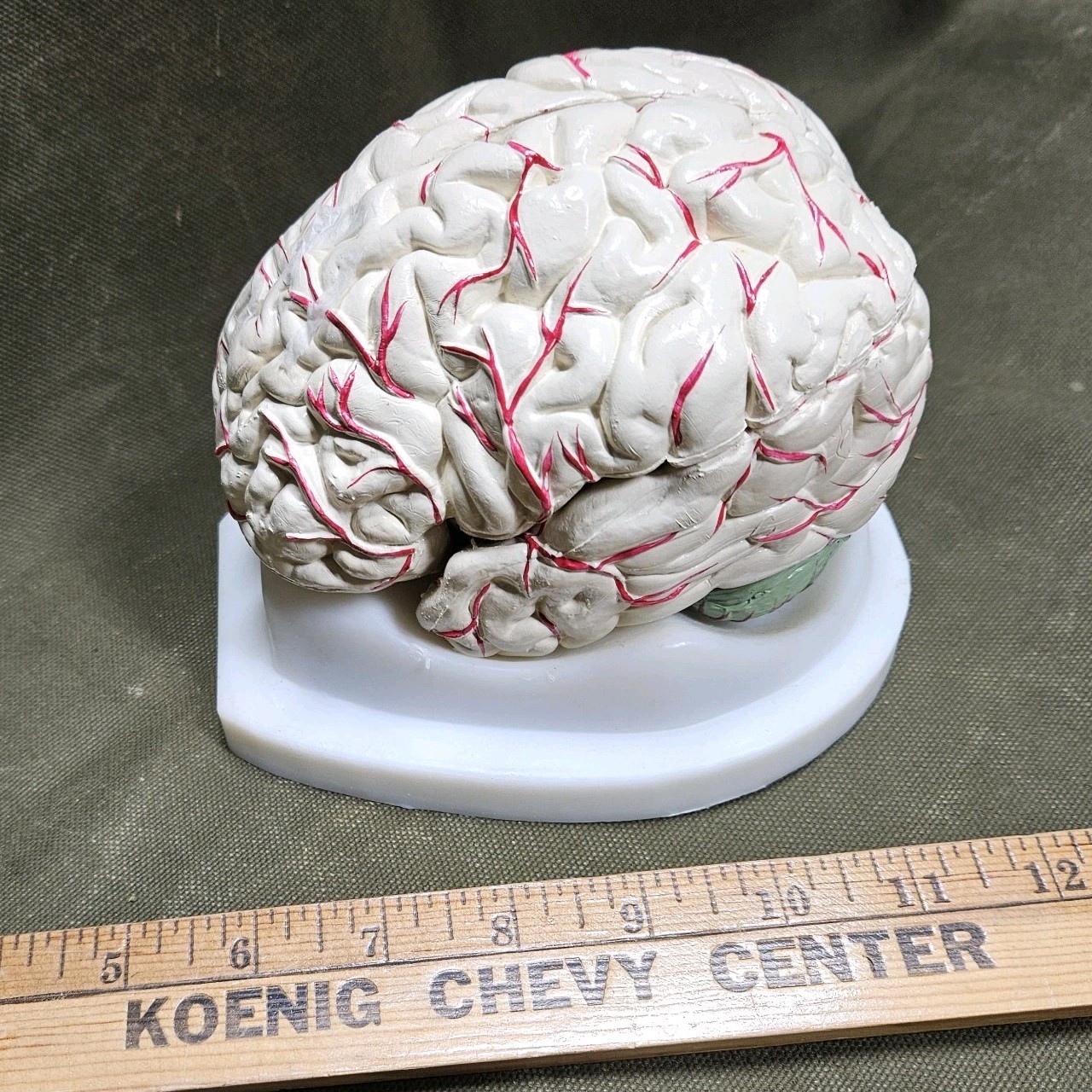 Human Brain Model Anatomy 8 Part Anatomical Brain Model w/Base Doctor’s Office