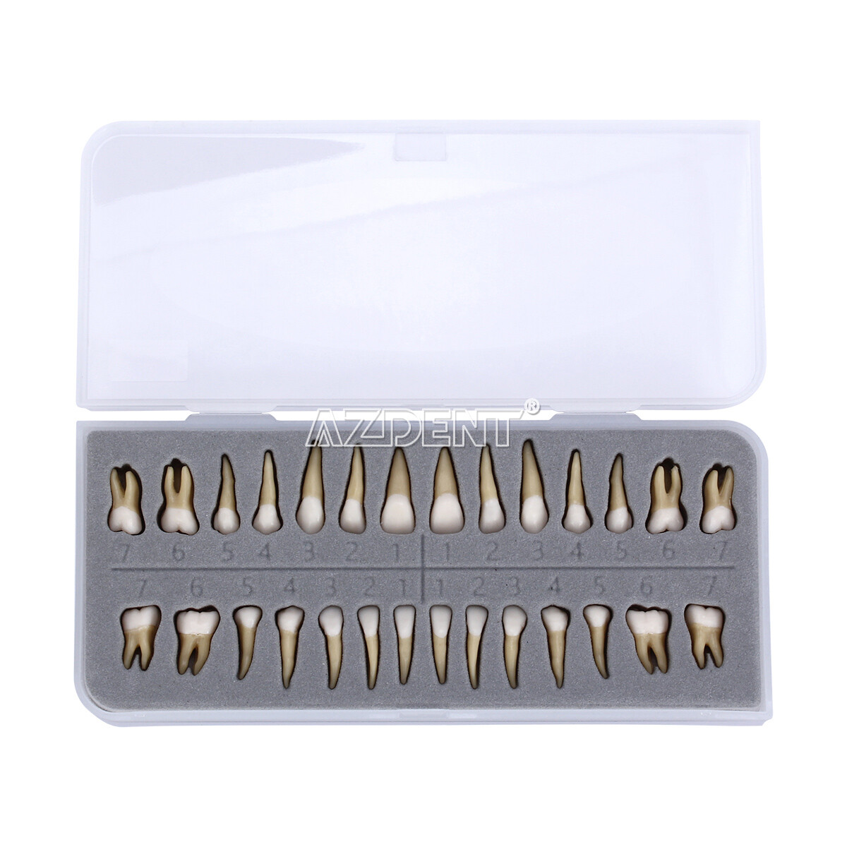 Dental 1:1 Permanent Teeth Demonstration Teach Study Anatomical Model ZYR-7008