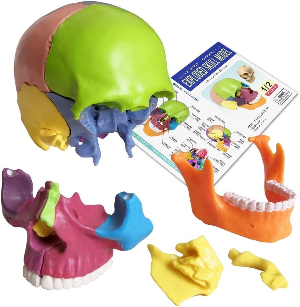 Palm-Sized Detachable Skull Model – Perfect for Anatomy Studies and Education