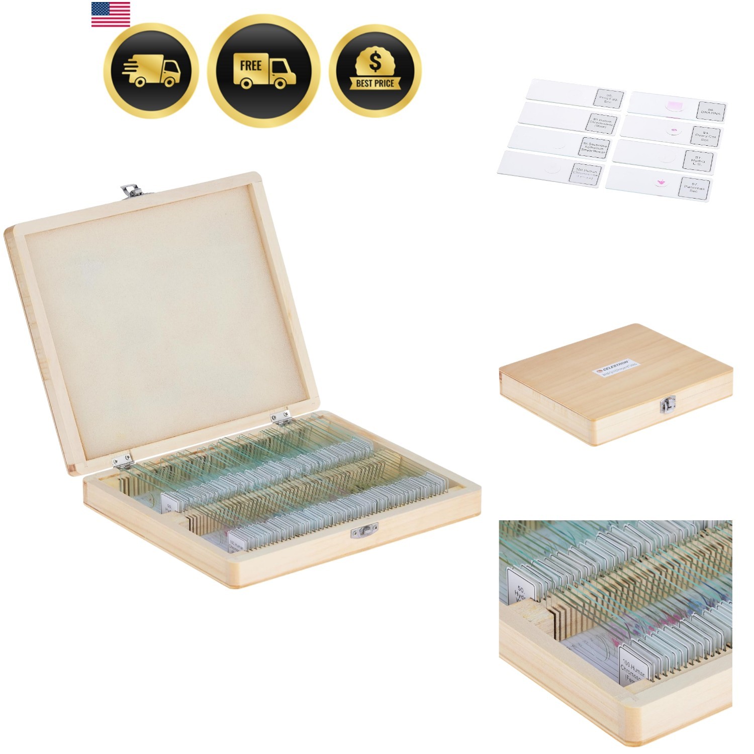 44412 Prepared Microscope Slides, Pack of 100