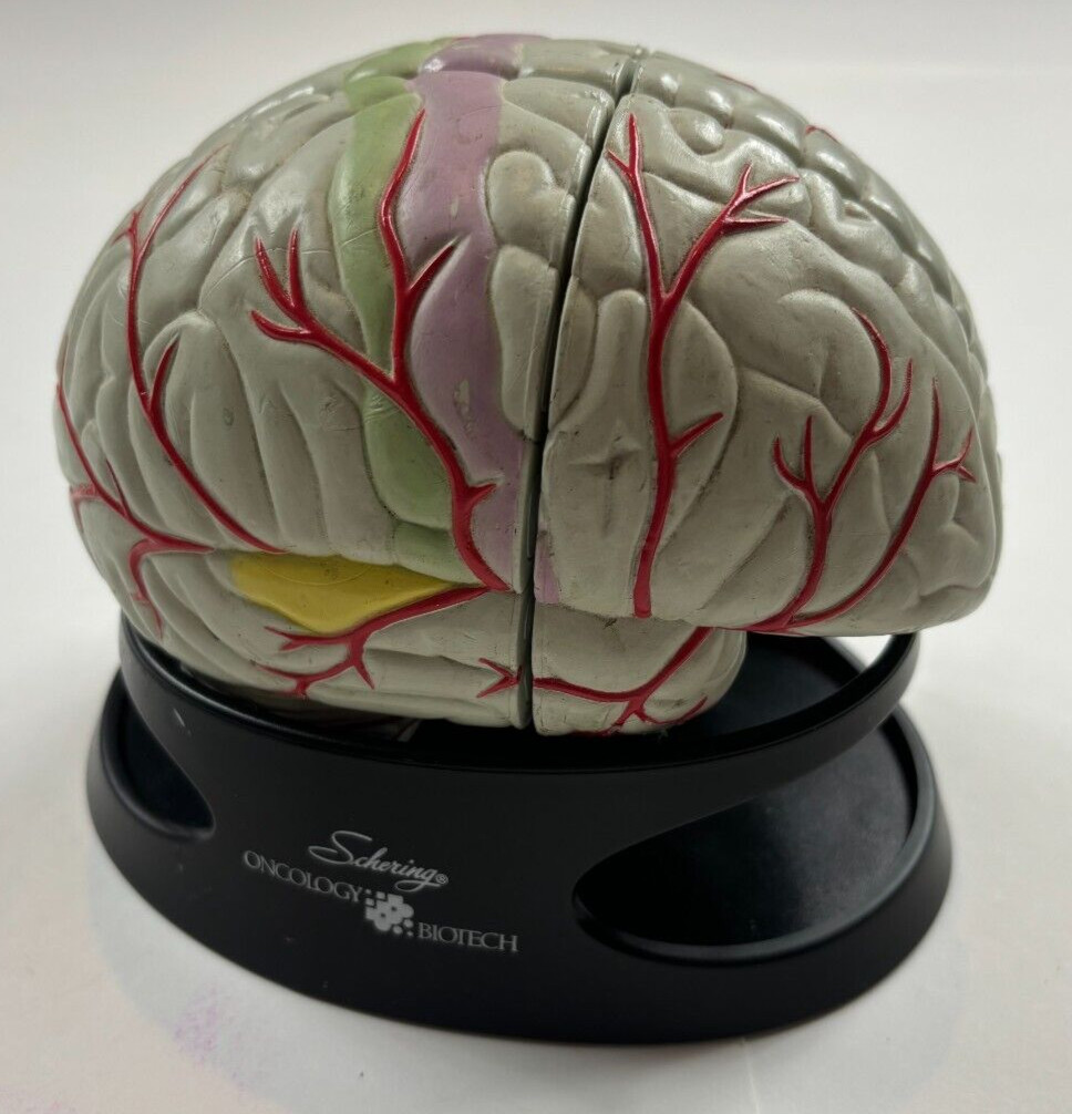HUMAN BRAIN ANATOMY SCHERING ONCOLOGY BIOTECH DOCTOR’S OFFICE PROMO DISPLAY