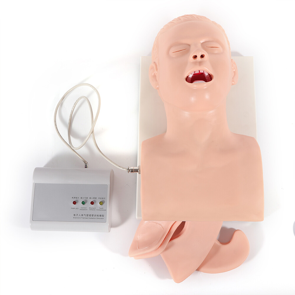 Airway Management Model Healthcare Training Airway Manikin Patient Simulator USA