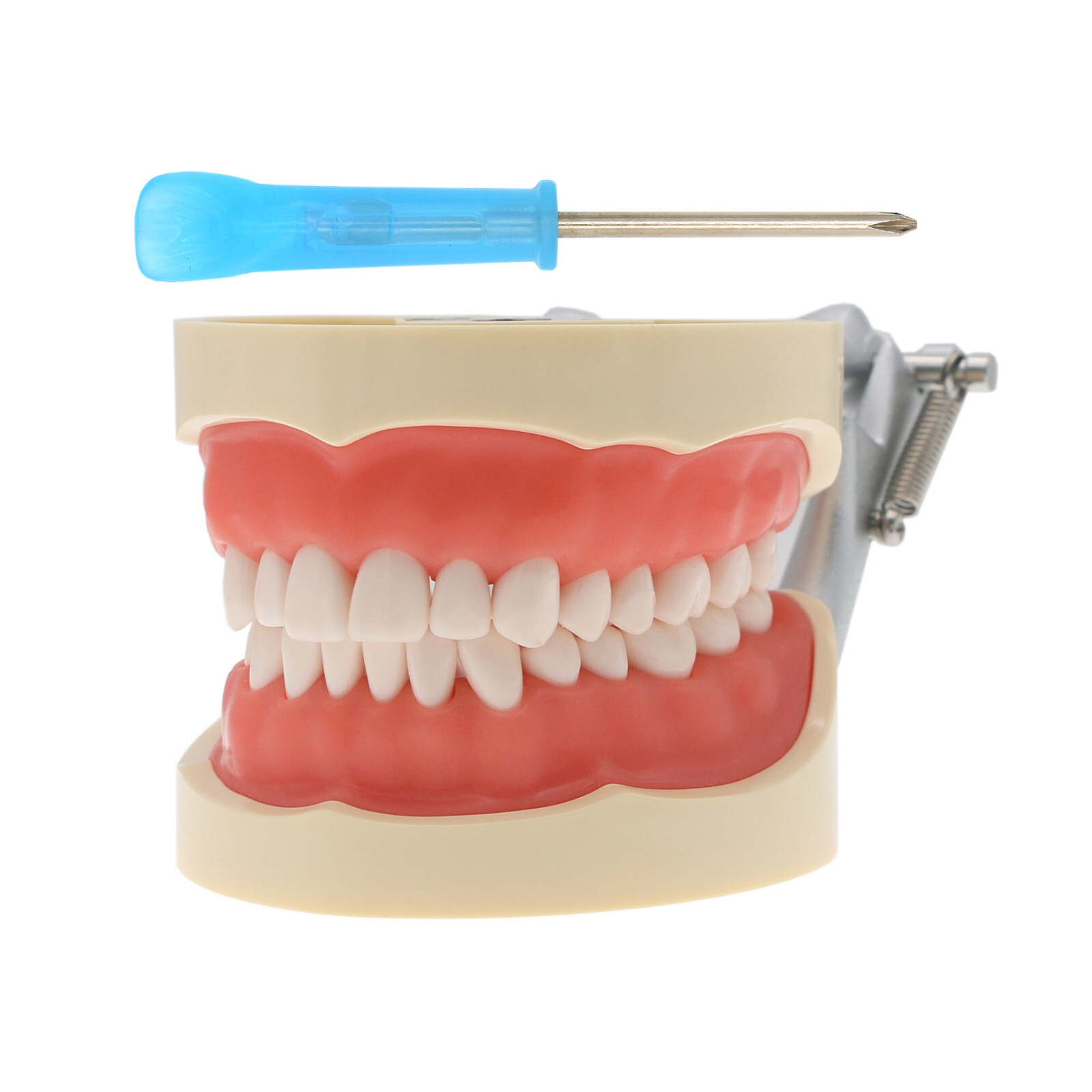 Kilgore NISSIN 200 Type Dental Typodont Model M8012 32Pcs Removable Teeth