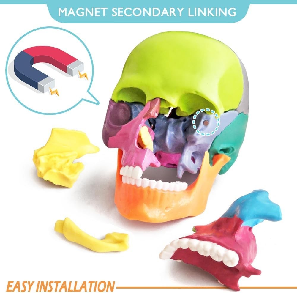 Palm-Sized Detachable Skull Model – Perfect for Anatomy Studies and Education