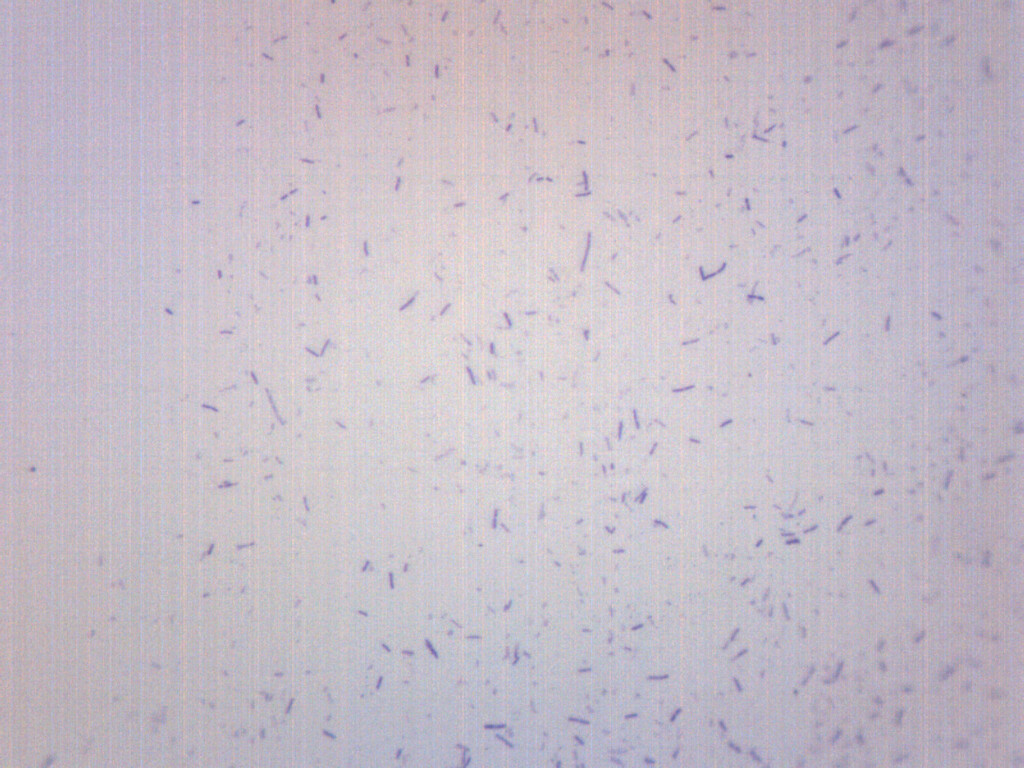 10PK Lactobacillus Acidophilus, Gram Positive – Microscope Slides – 75x25mm –