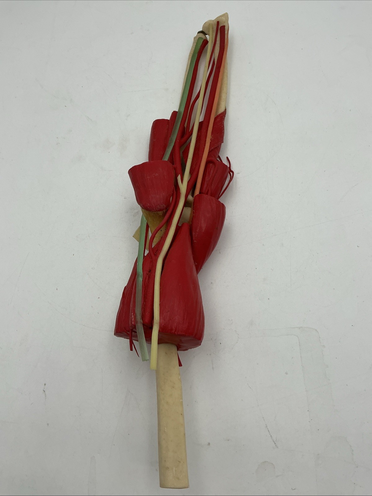 Medical Plastics Laboratory Deluxe Elbow Joint Model with Muscles and Ligaments