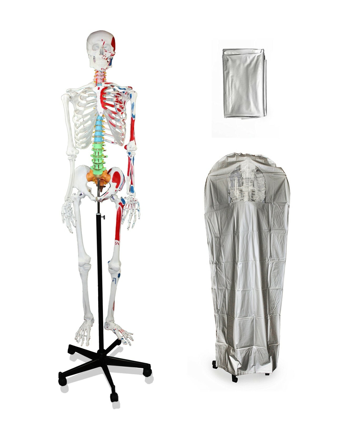 VISION VAS200-DC Full Size Skeleton W Hand Painted Muscle, Color-Coded Vertebrae
