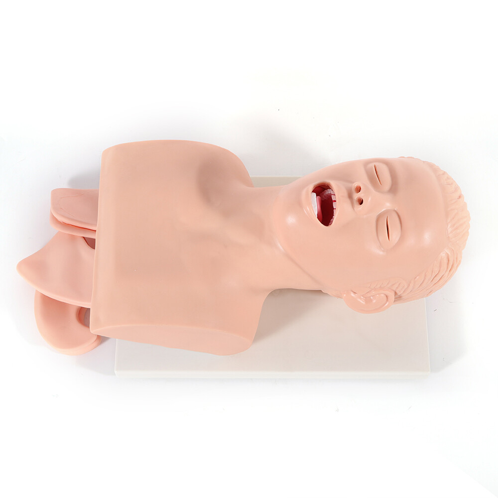Airway Management Model Healthcare Training Airway Manikin Patient Simulator USA