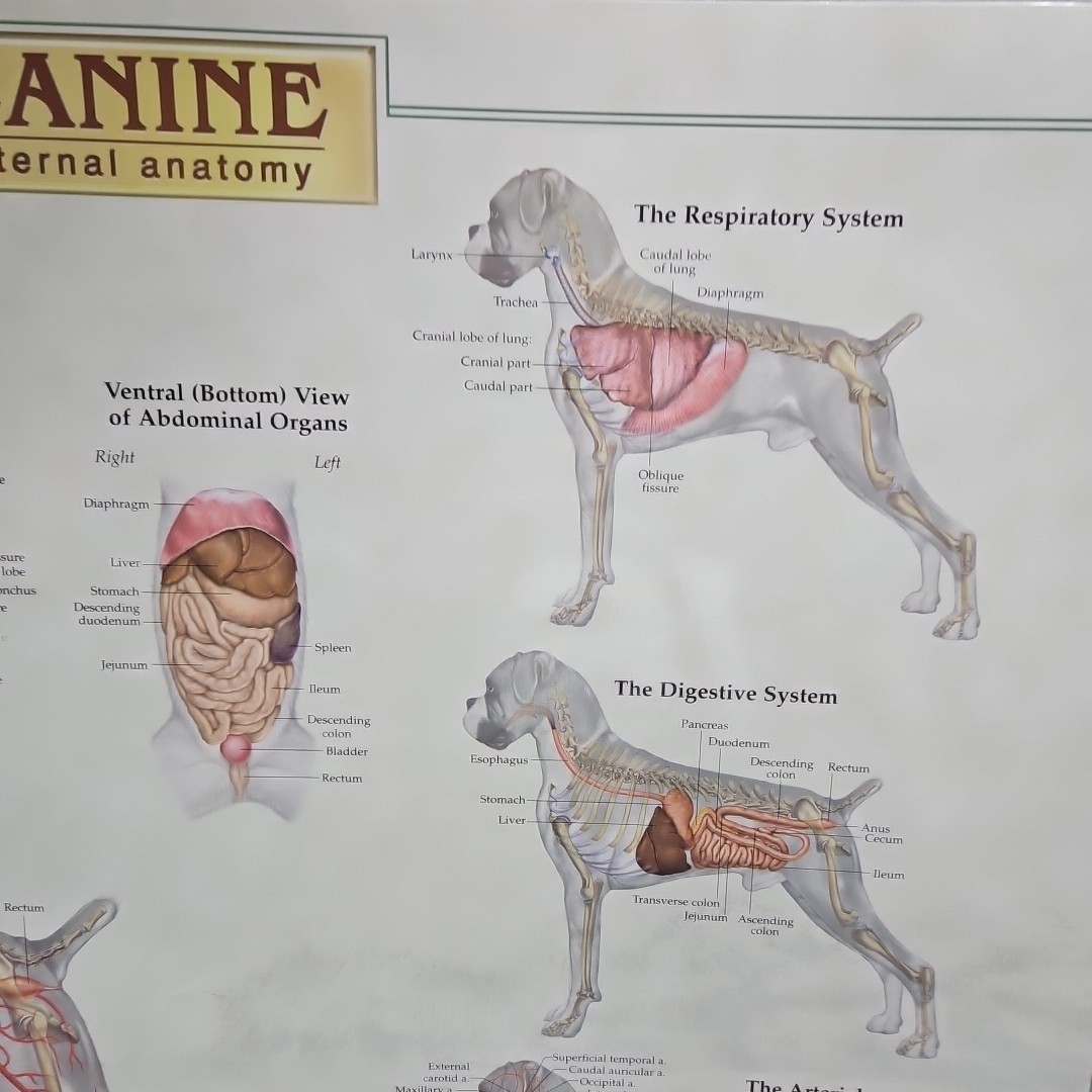 Canine Internal Anatomy Wall Chart Dog Veterinary Laminated Organ Systems 26×20″