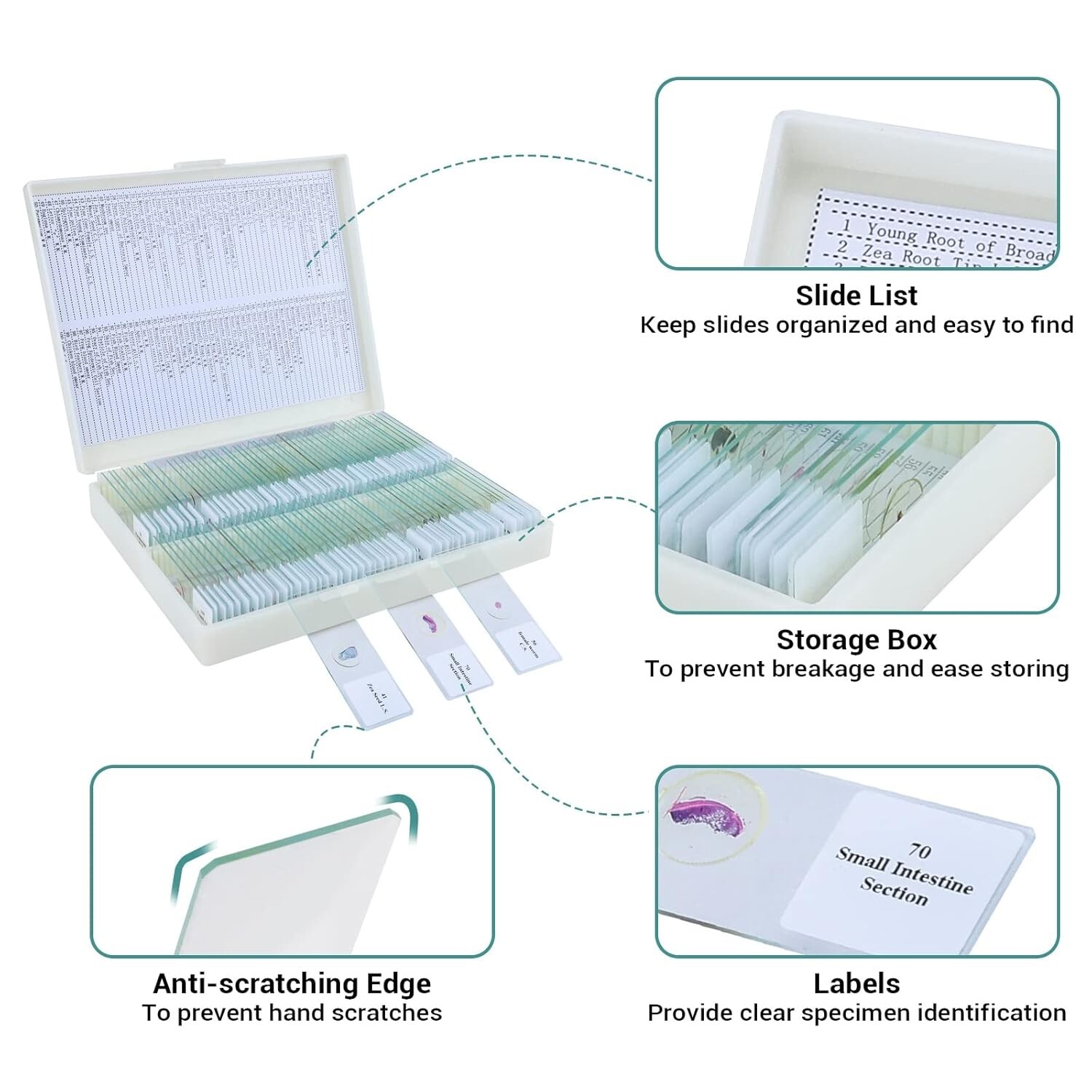 High-Quality Glass Microscope Slides with 100 Various Specimens – Kids & Adults