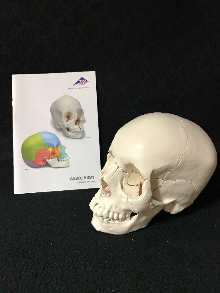 3B Scientific A290 Beauchene Adult Human Skull Model Bone Colored 22 part