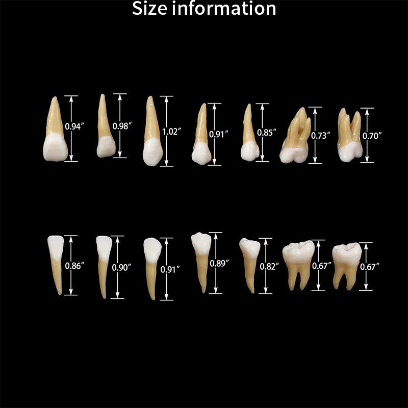 VV Dental 28Pcs 1:1 Permanent Teeth Demonstration Teach Study Model Resin Tooth