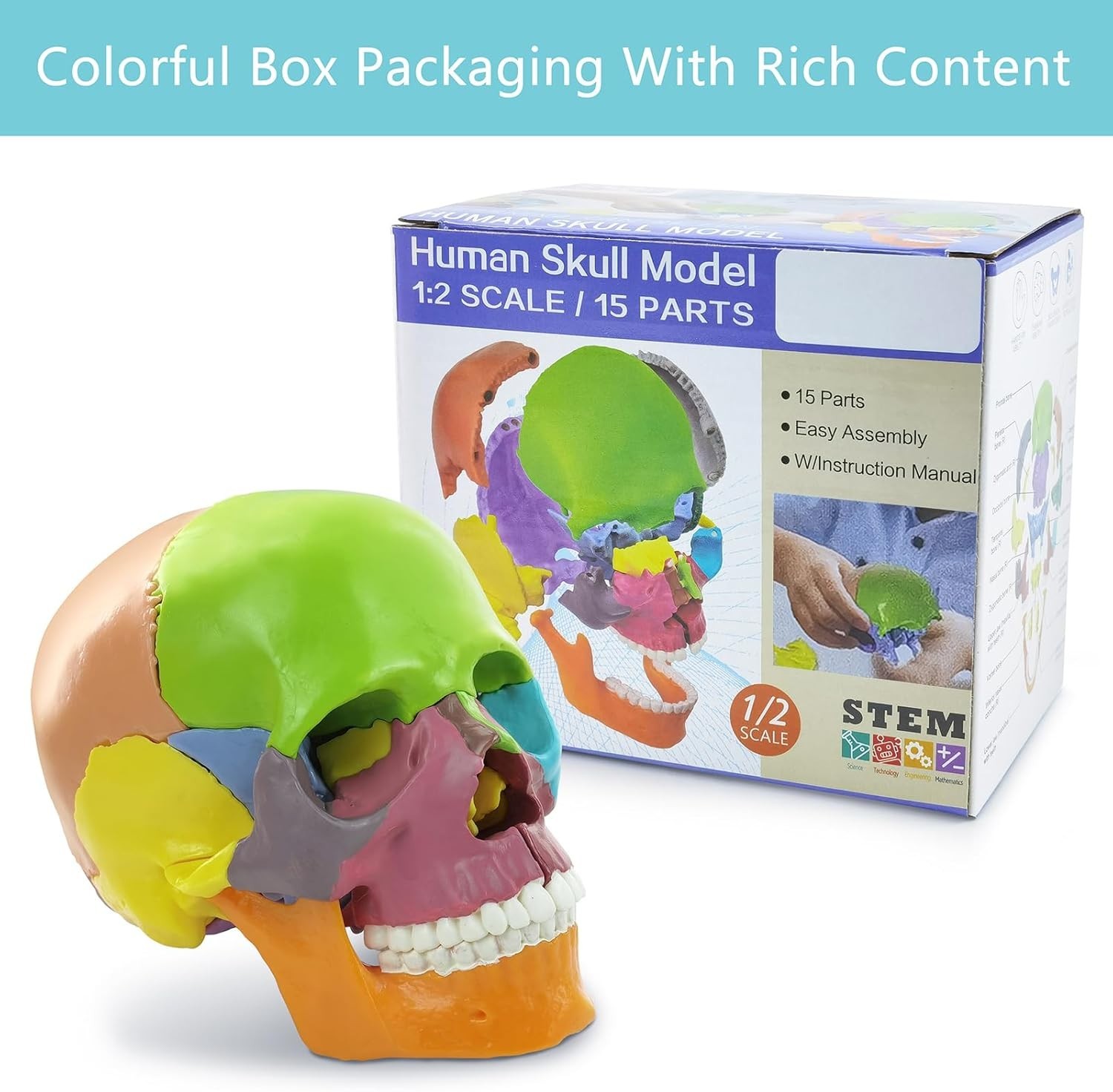 Palm-Sized Detachable Skull Model – Perfect for Anatomy Studies and Education