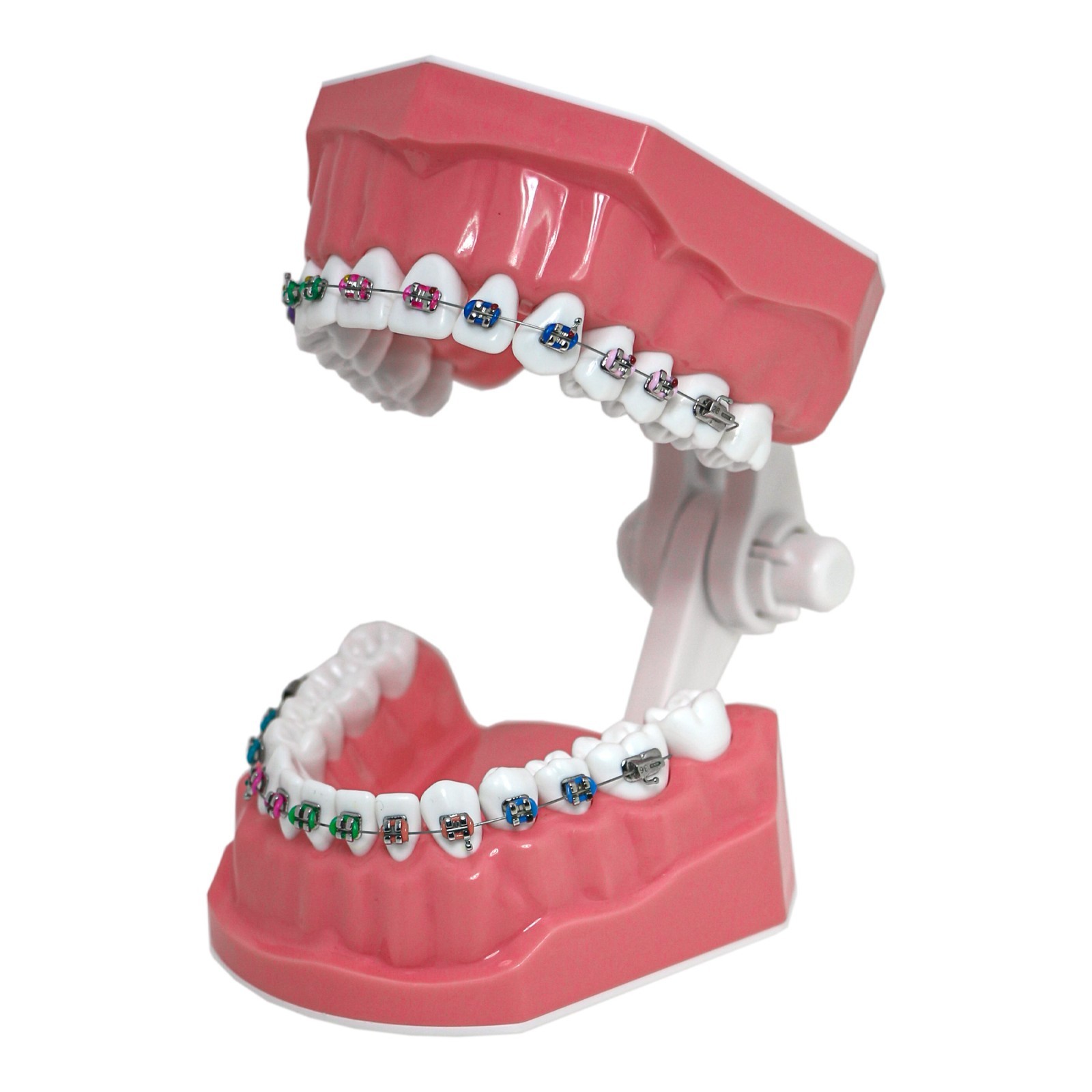 Dental Typodont Orthodontic Teeth Model with Brackets Brushing Flossing Practice
