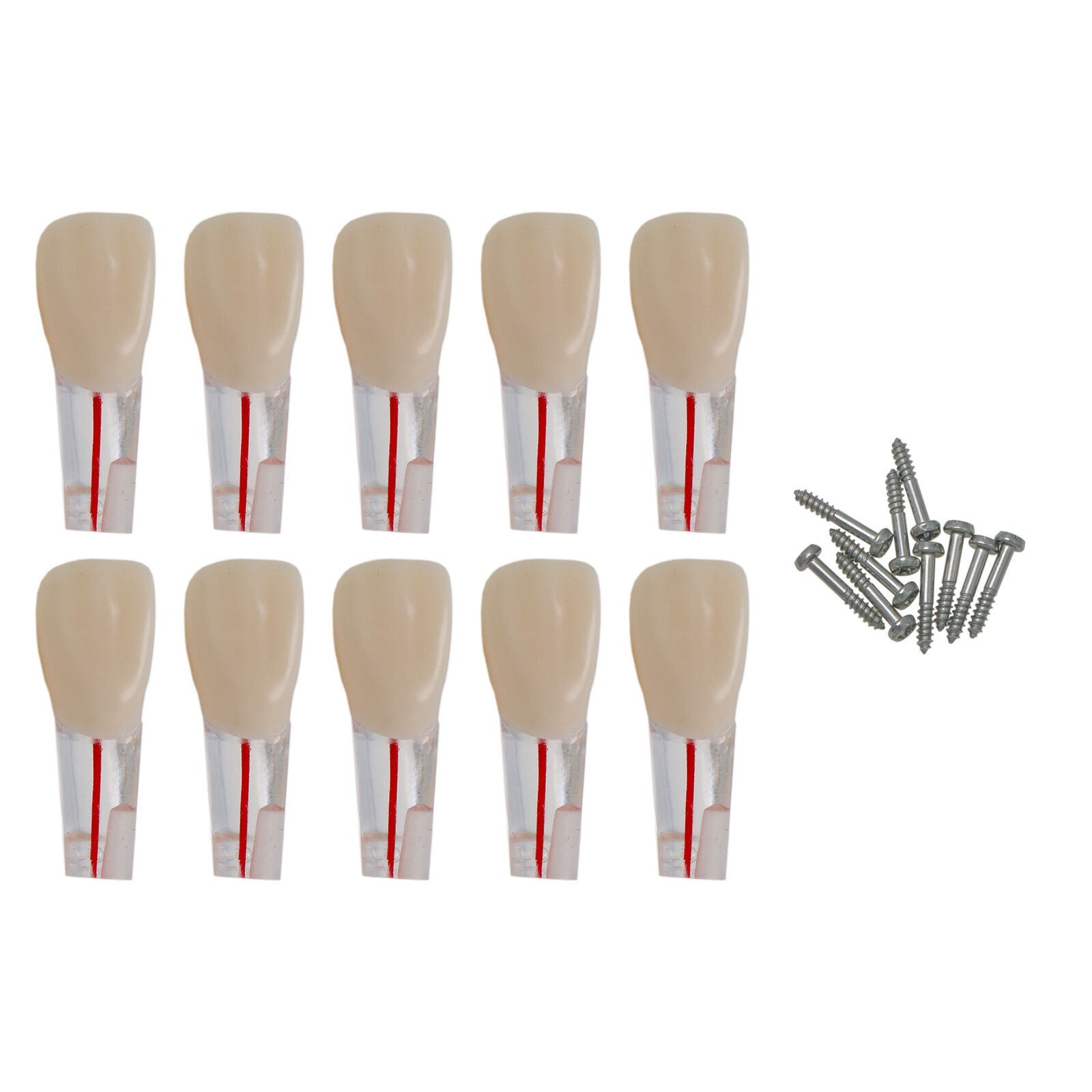 10 Dental Endo Root Canal Teaching RCT Practice Teeth Model Training Pulp Resin