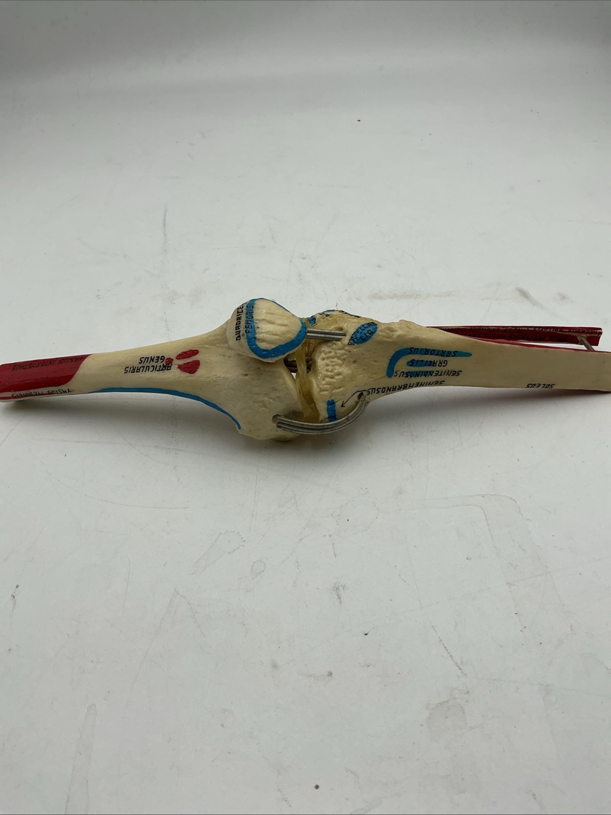 Medical Plastics Laboratory Functional Knee Joint Model with Muscle Attachments