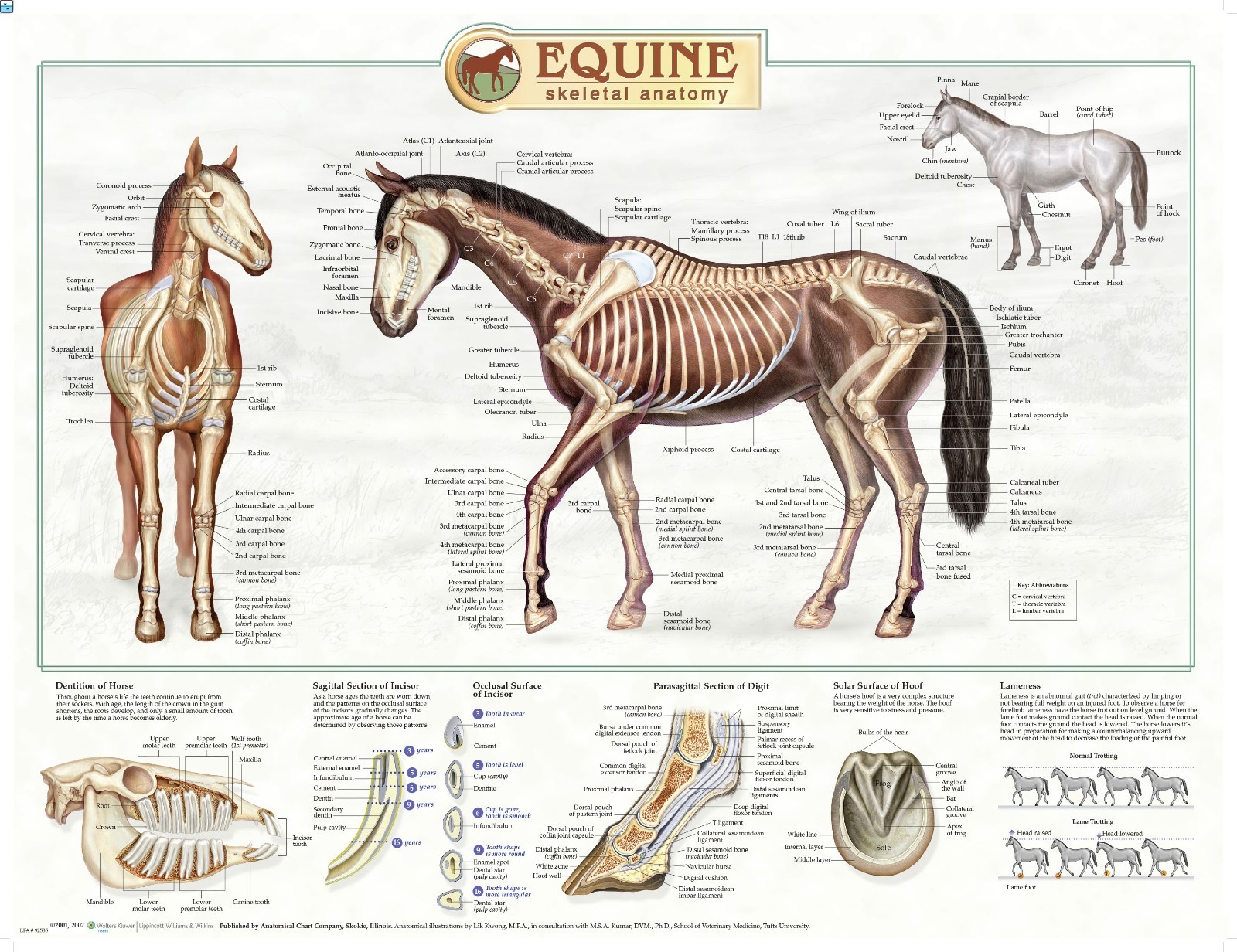 Equine Skeletal Anatomy Laminated Wall Chart LFA # 92535 Horse