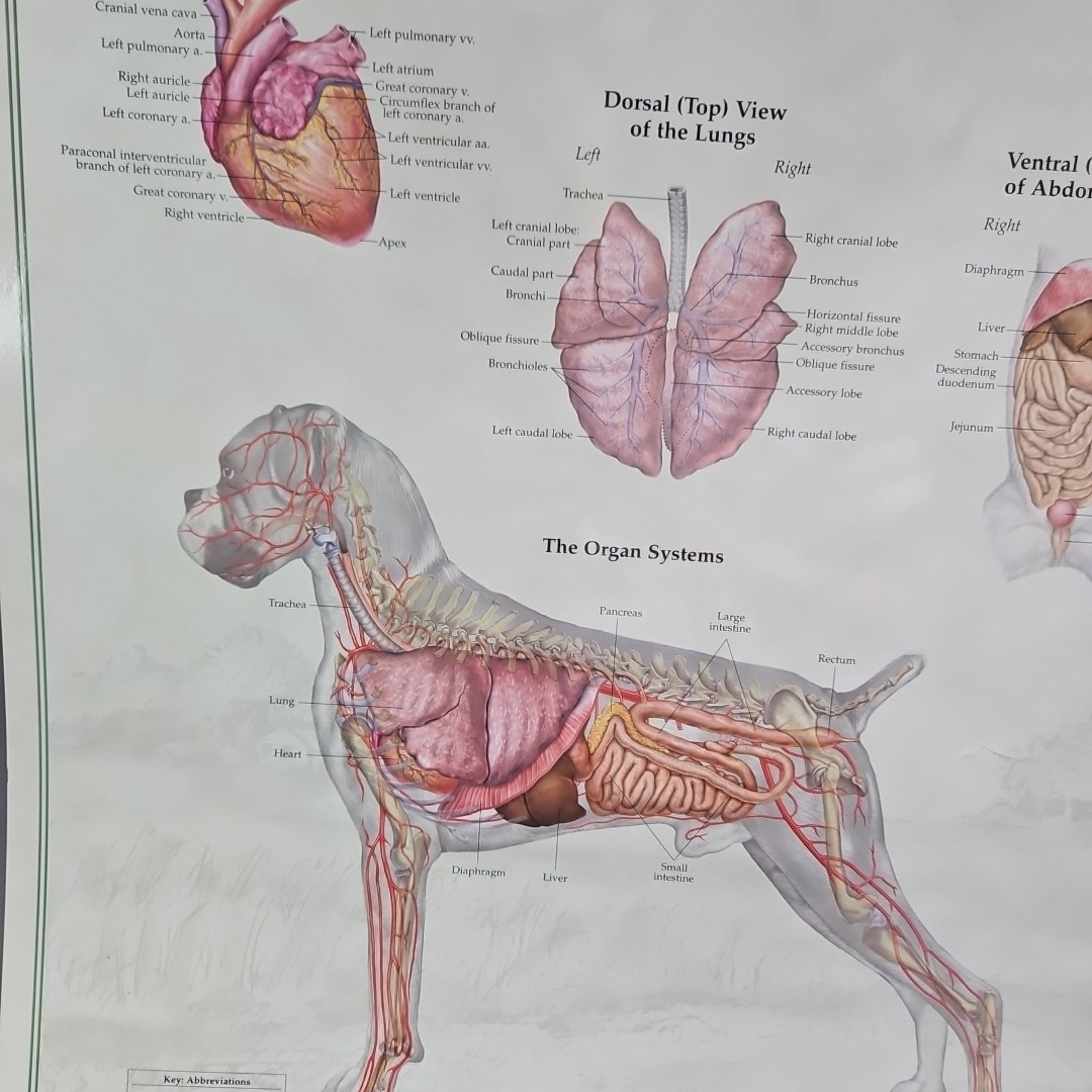 Canine Internal Anatomy Wall Chart Dog Veterinary Laminated Organ Systems 26×20″