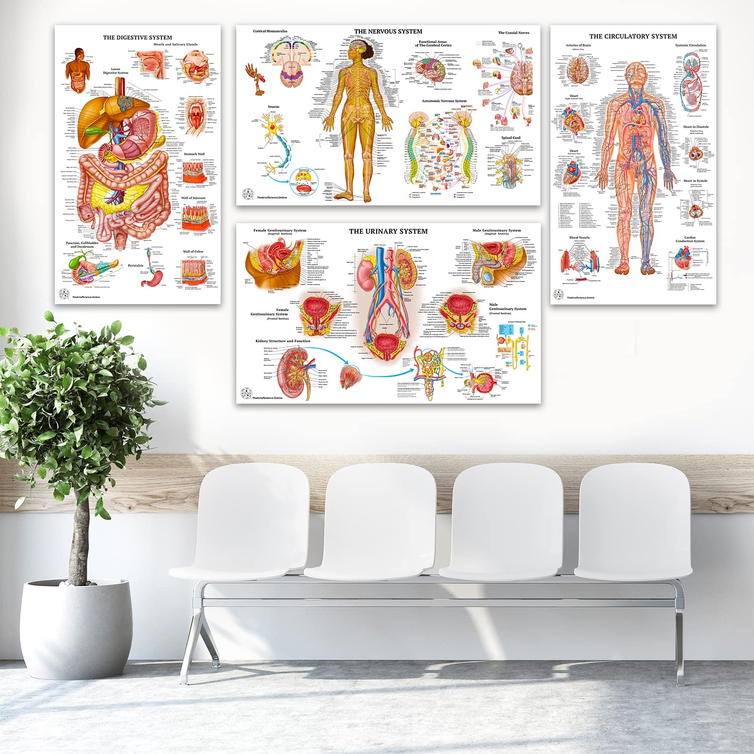 11 Human Anatomy Posters – Medical Posters, Skeletal, Male Female Muscular, Circ