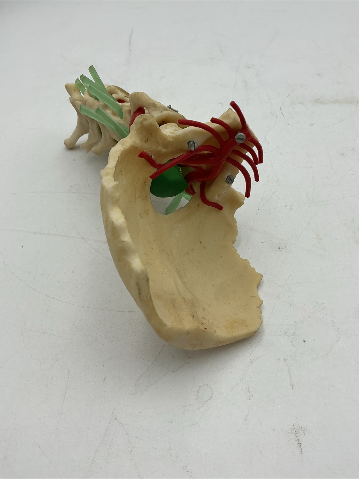 Medical Plastics Laboratory Cervical Spine with Occipital, Vertebrae Model