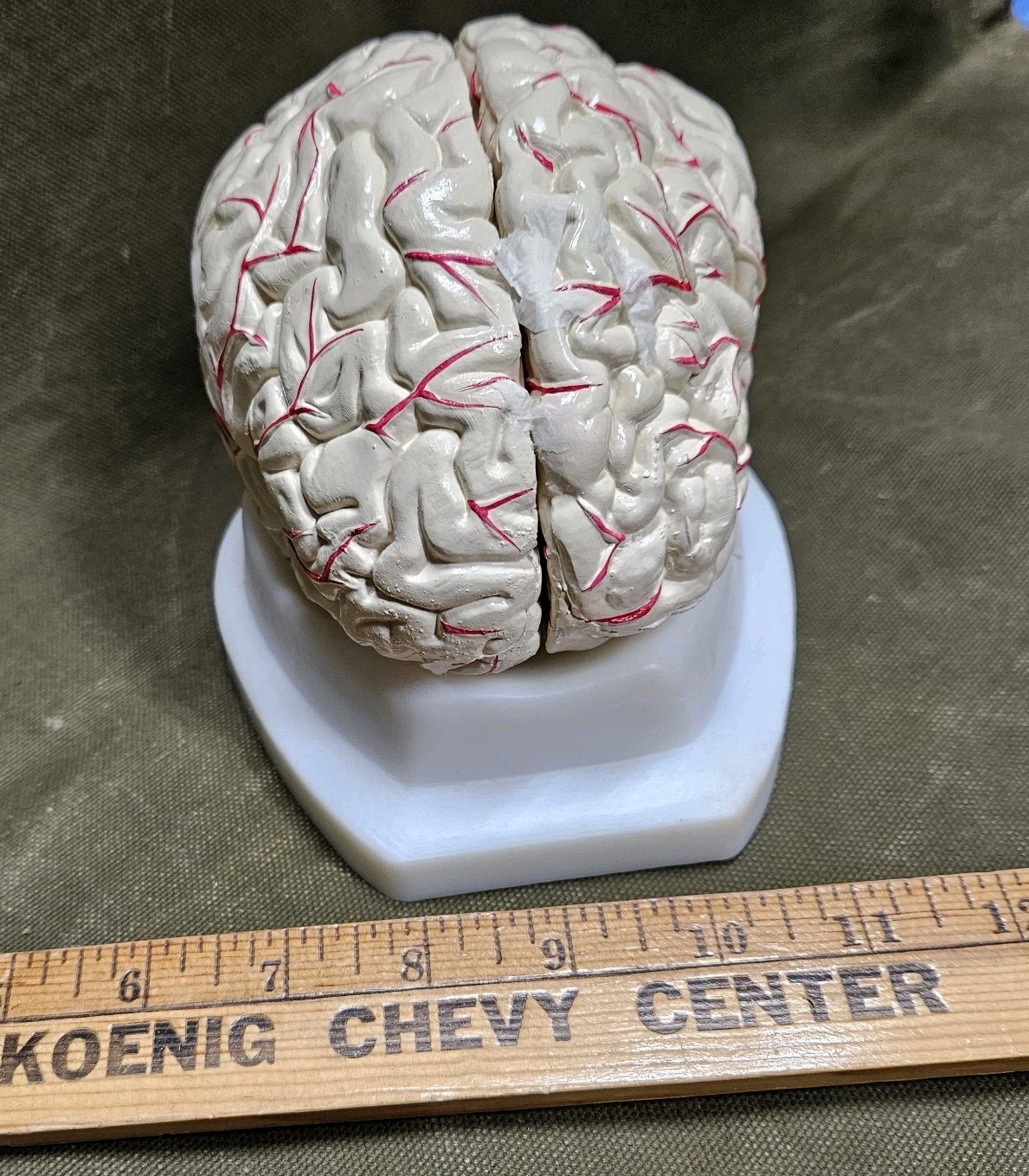 Human Brain Model Anatomy 8 Part Anatomical Brain Model w/Base Doctor’s Office