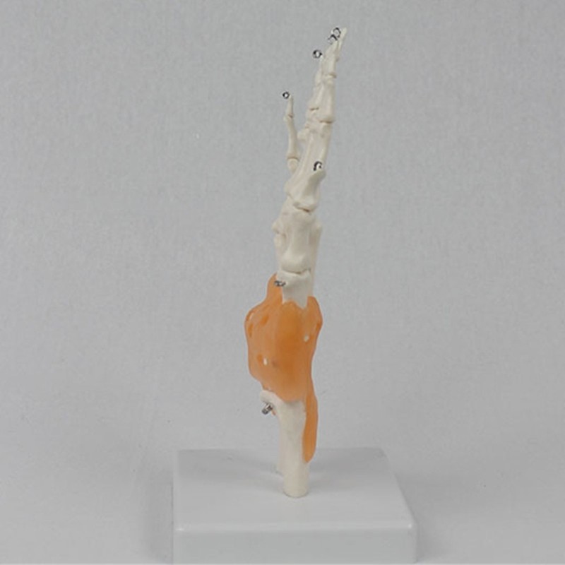 Anatomically Correct Hand Joint Model Flexible Fingers Medicals Art Tool