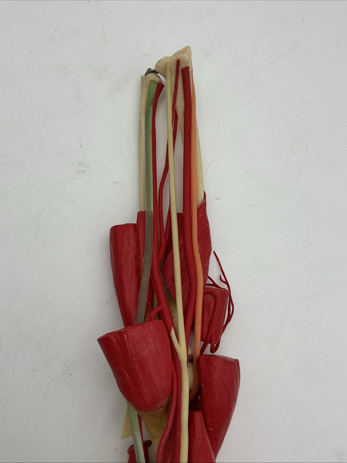 Medical Plastics Laboratory Deluxe Elbow Joint Model with Muscles and Ligaments