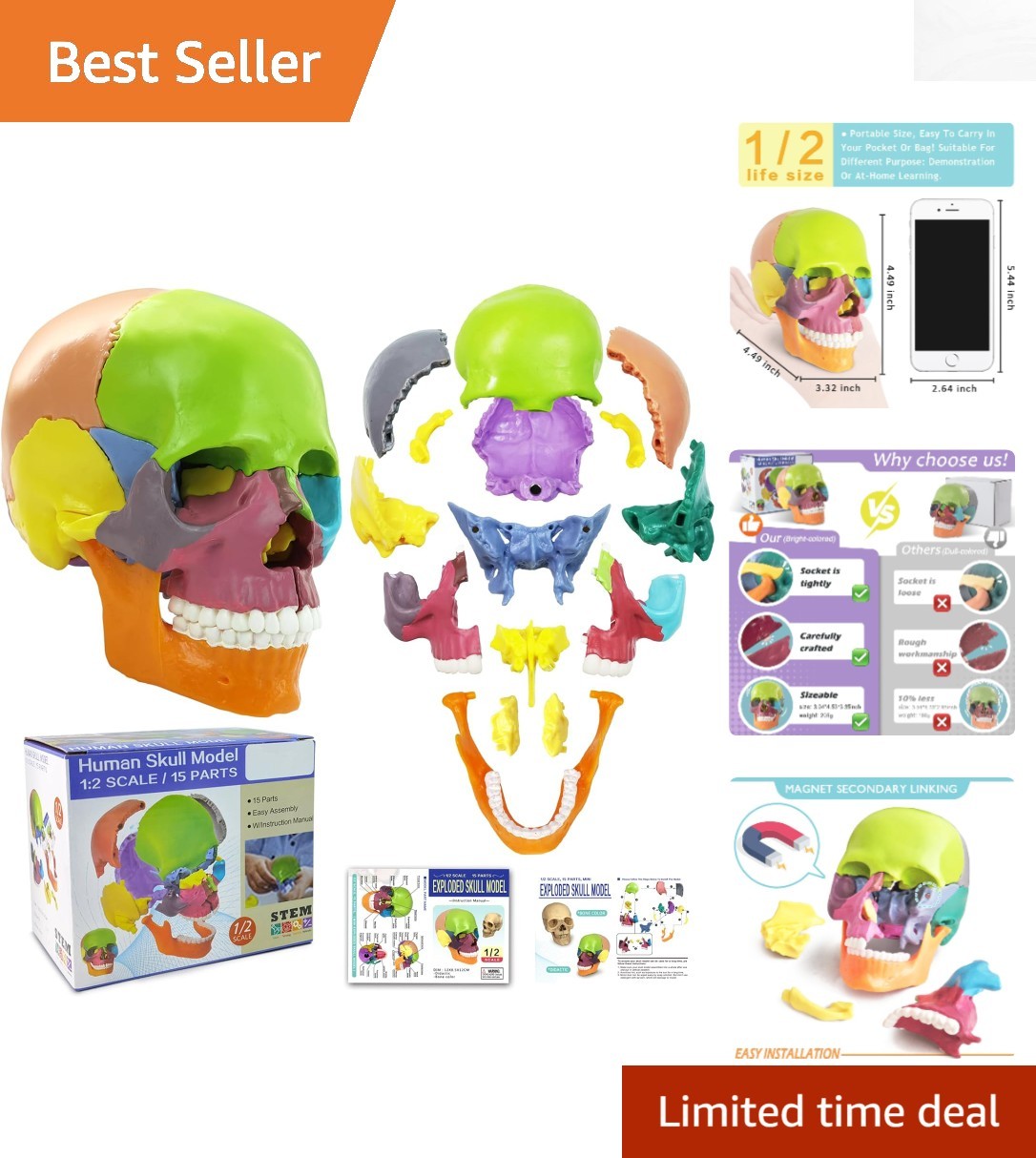 Palm-Sized Detachable Skull Model – Perfect for Anatomy Studies and Education