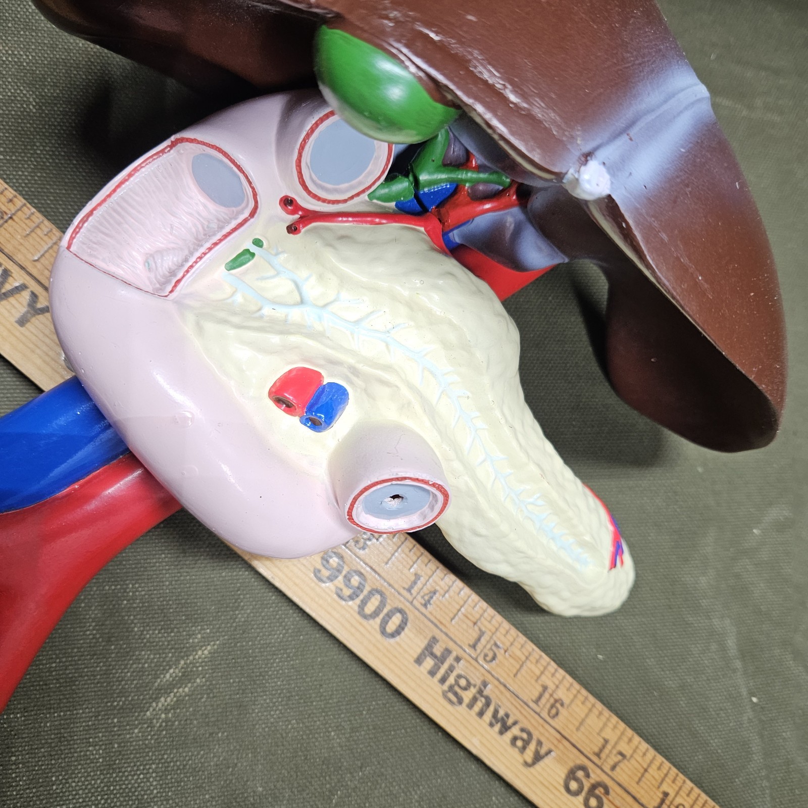 Human LIVER Model Anatomy 3 Part Anatomical Liver Model w/ Base Doctor’s Office