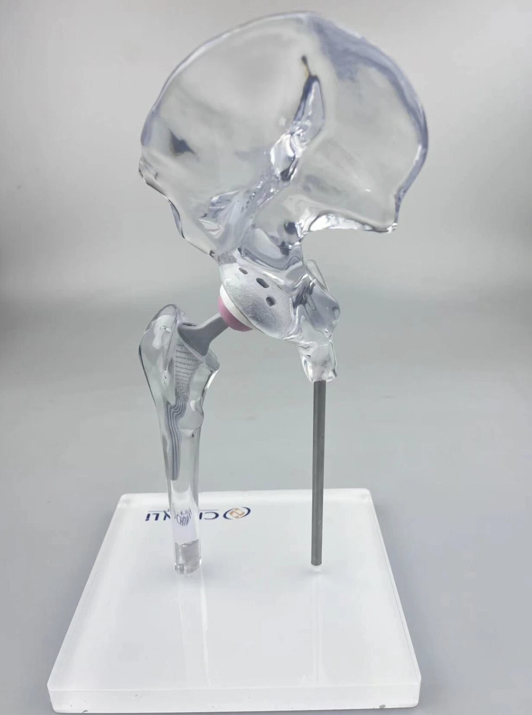 Transparent 1/3 Artificial Hip Joint Replacement Medical Anatomical Demo Model