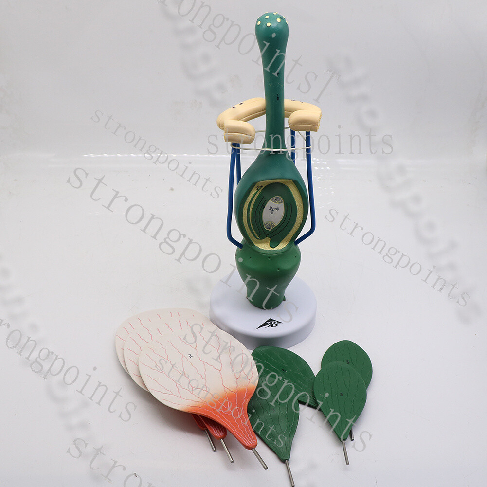 Plant flower peach model dicotyledon flower structure biology teaching display~