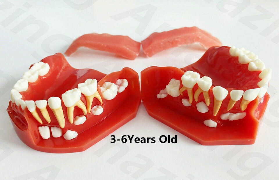 Dental Pediatrics Teeth Model Children Primary Permanent Alternate 3-6 Years Old
