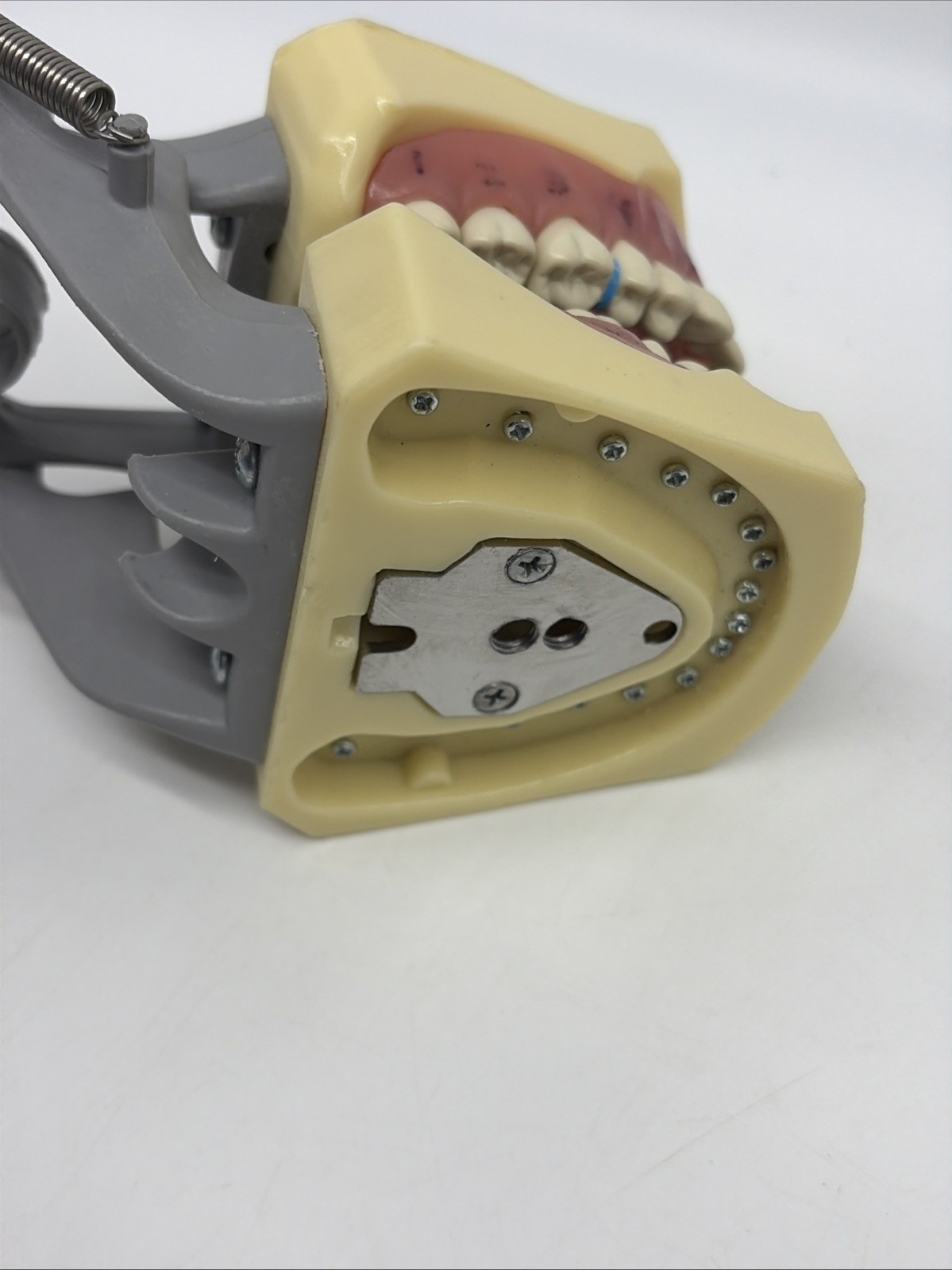US Columbia Dental Typodont Model 32pcs Removable Teeth Exam