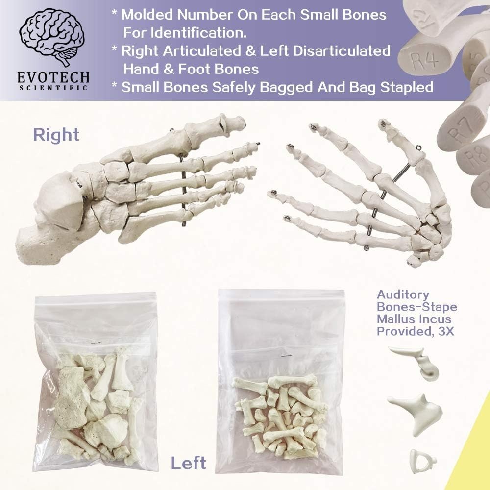 Lifesize Human Skeleton Model – 67″ High