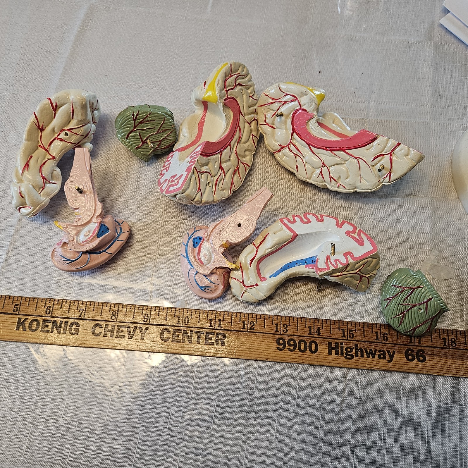 Human Brain Model Anatomy 8 Part Anatomical Brain Model w/Base Doctor’s Office